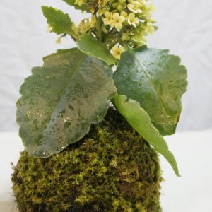 Kokedamas y jardinería