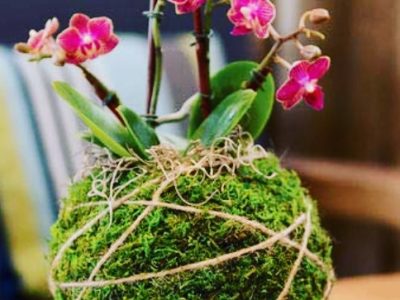 Curso de Kokedamas y plantas de interior en Barcelona