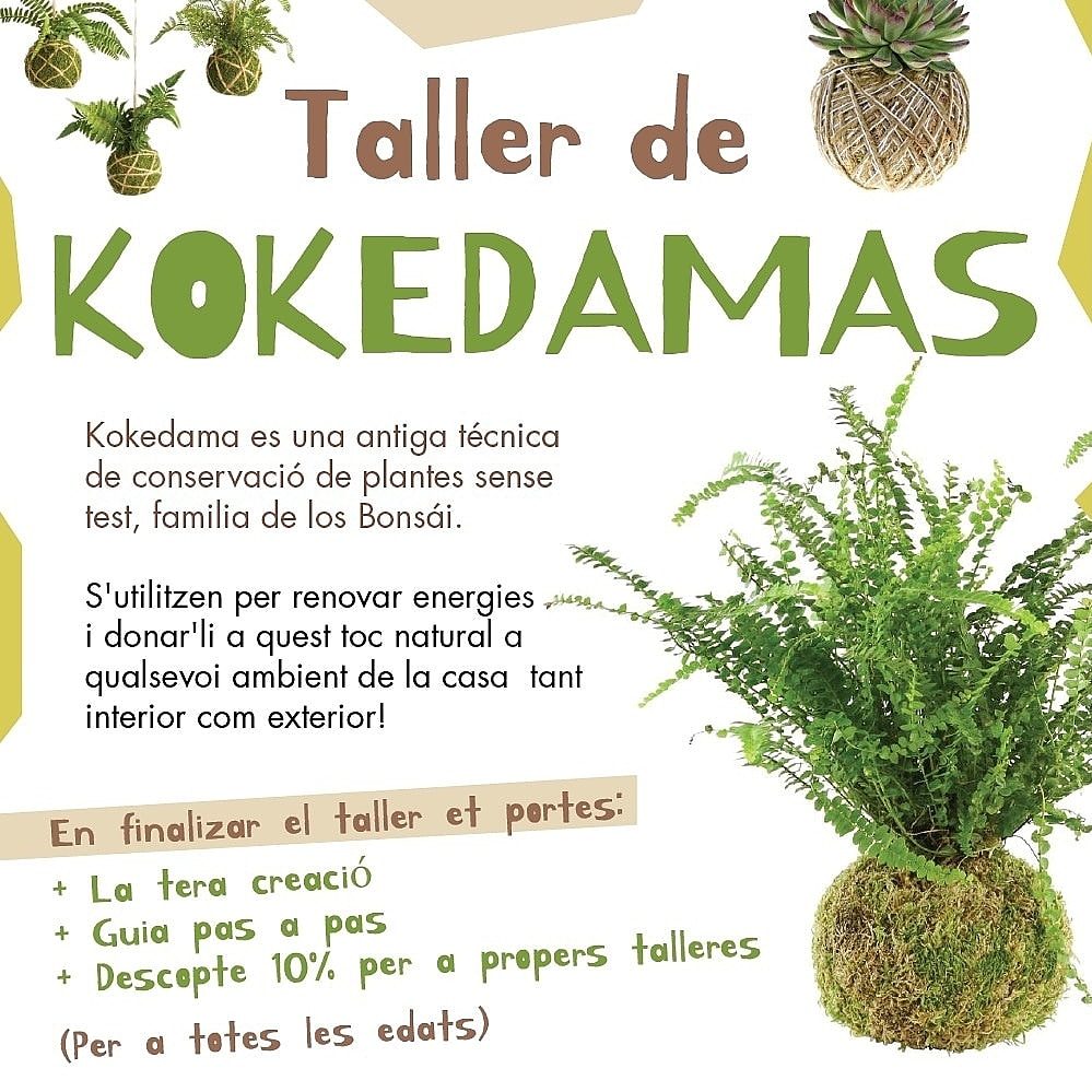 Taller de Kokedamas