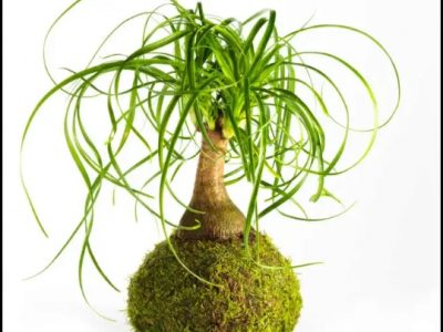 Kokedama para regalar. Comparte naturaleza