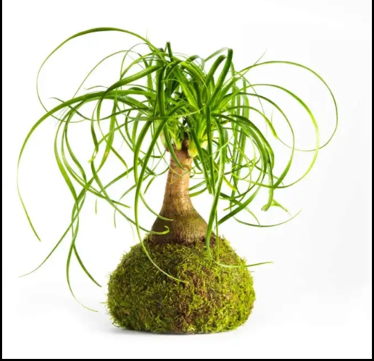 Kokedama para regalar. Comparte naturaleza