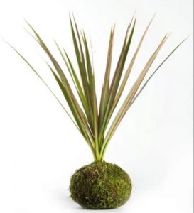 Kokedama para regalar